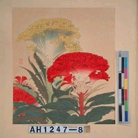 藏品(昭和11年『翠光花鳥版畫集』－雞頭)的圖片